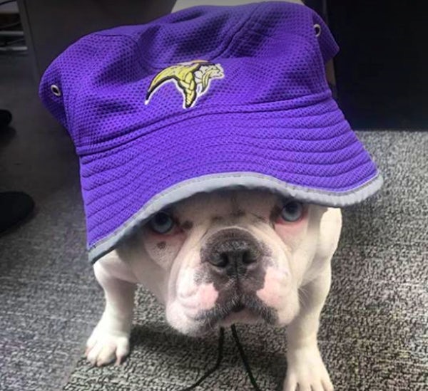 puppy