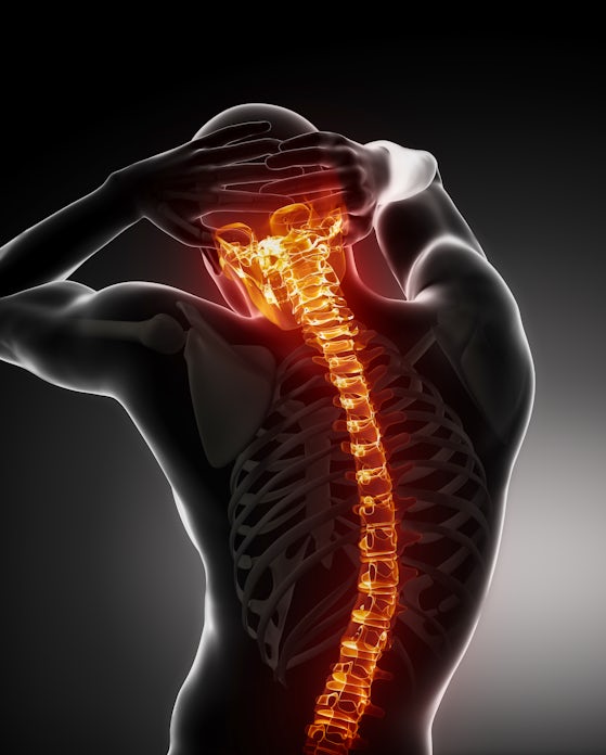 illustration of human spine highlighted