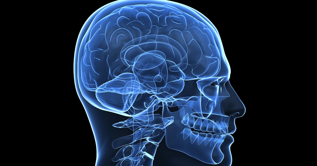 Illustration that looks like an X-ray of the human brain, skull, and neck.