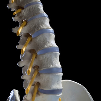 The image shows a detailed model of a human spine, highlighting vertebrae and spinal nerves, with a focus on anatomical structure and alignment.