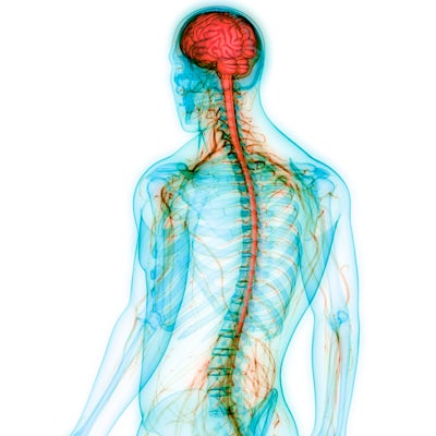 Human Central Nervous System with Brain Anatomy