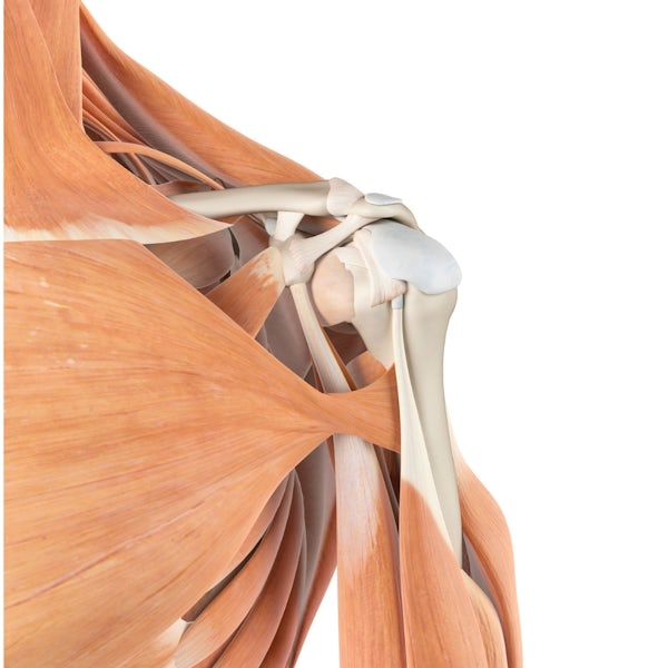 Shoulder Pain