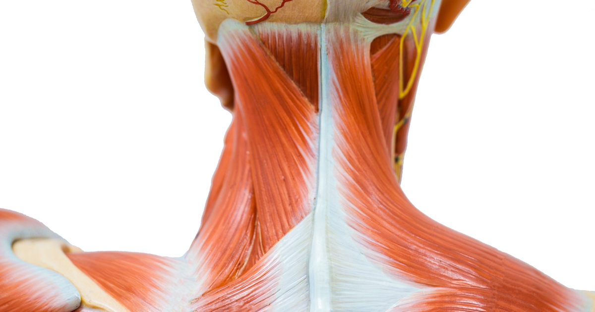 up close human neck muscle tissue