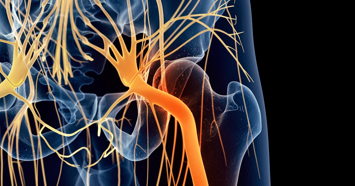 The image depicts a detailed illustration of the human nervous system, highlighting major nerves and pathways in the pelvic and lower body region.