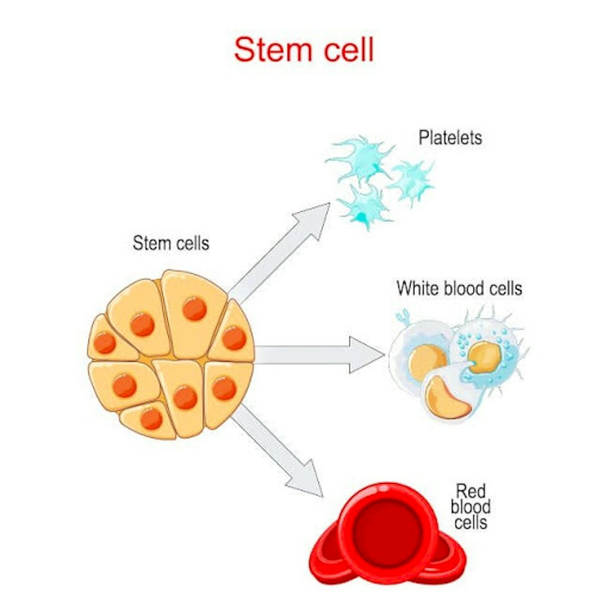 Stem cell transplantation