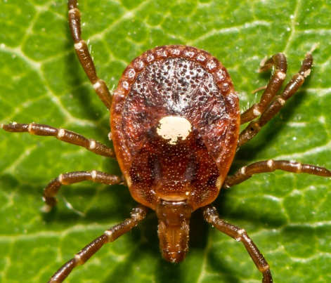 SAAT Acupuncture Alpha Gal Rolla, MO Chiropractor Moreland