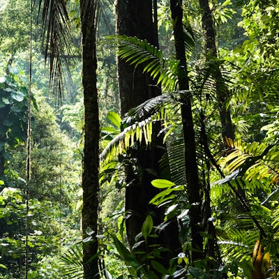 rainforest