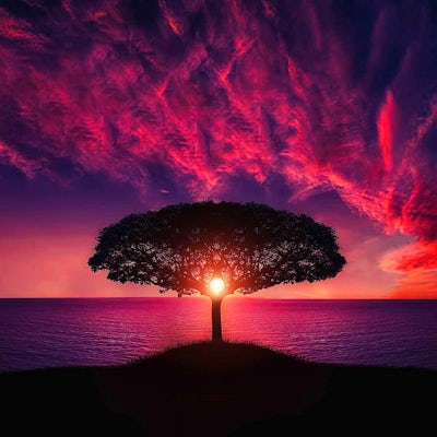 amazing-animal-beautiful