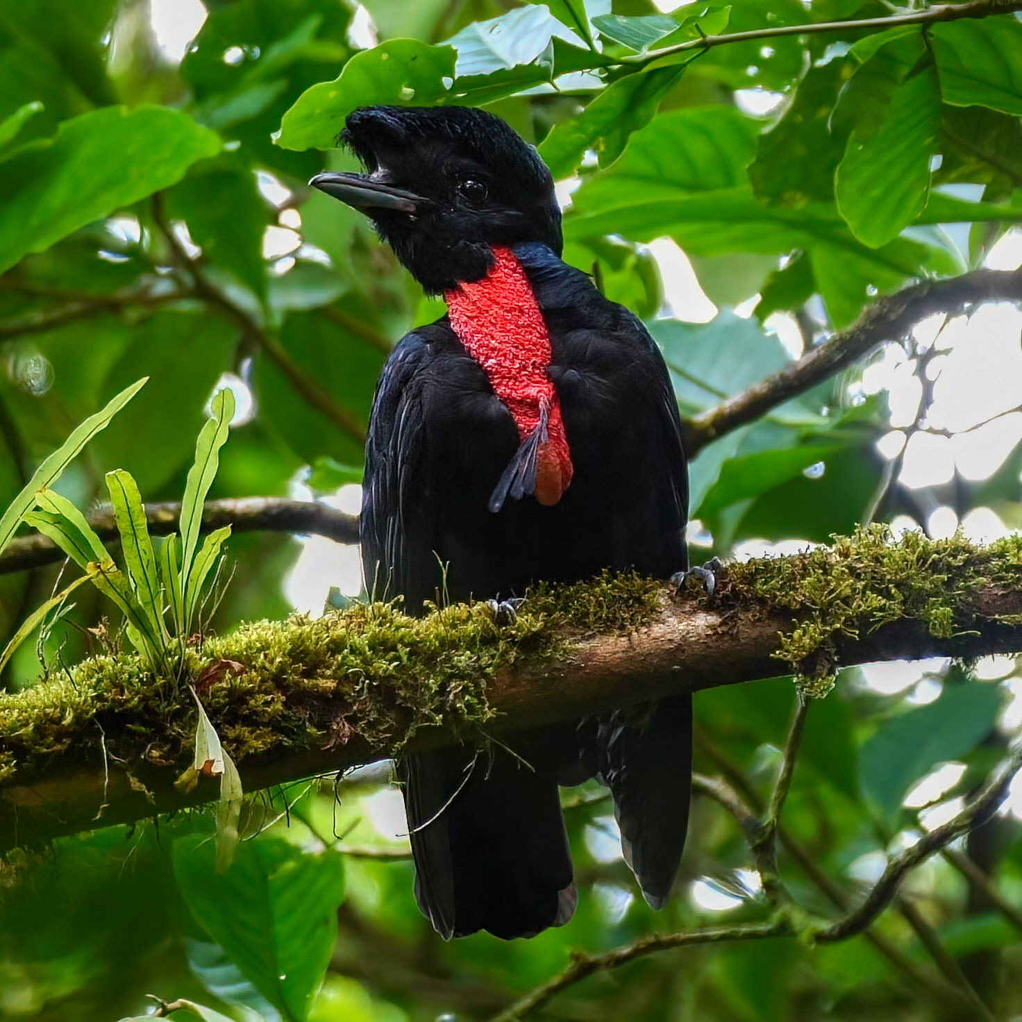 Tapir Valley Nature Reserve | Bijagua Wildlife & Nature Tours