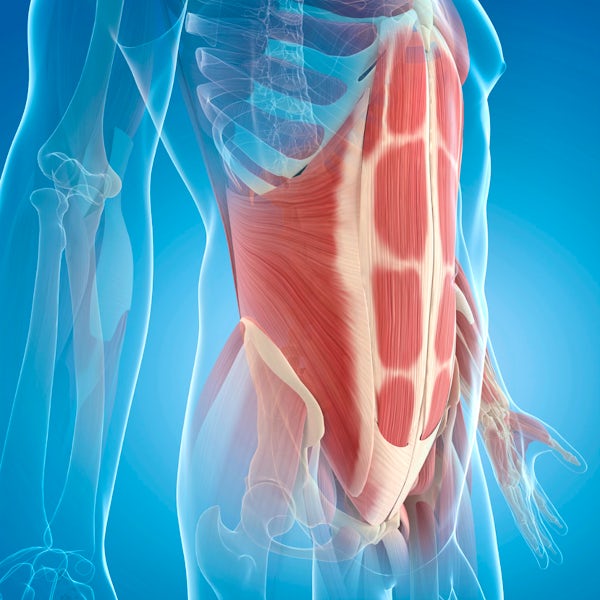 Core Muscles