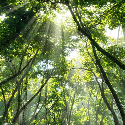 rainforest wideshot