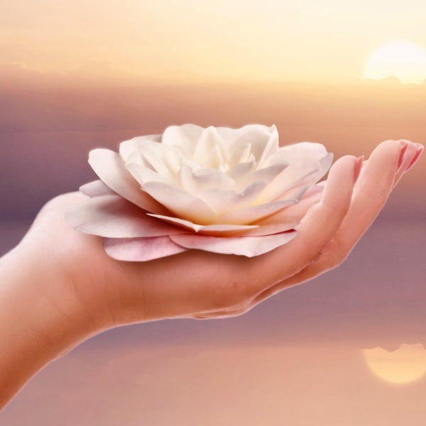 rose in hand