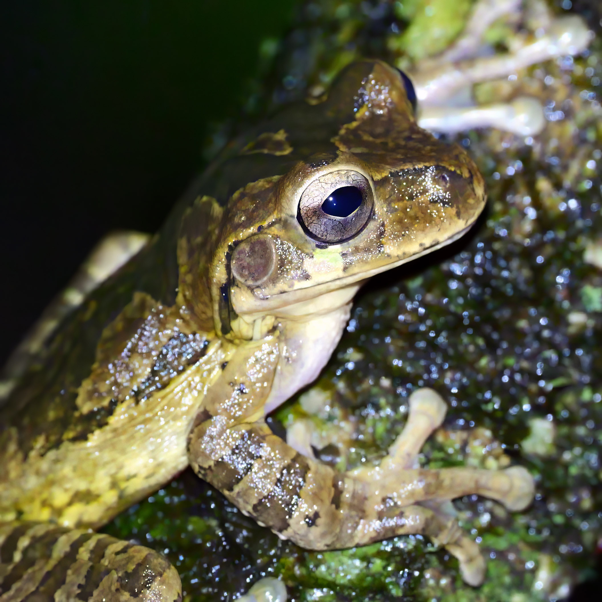 Frogs and Toads of Tapir Valley Bijagua de Upala, Costa Rica