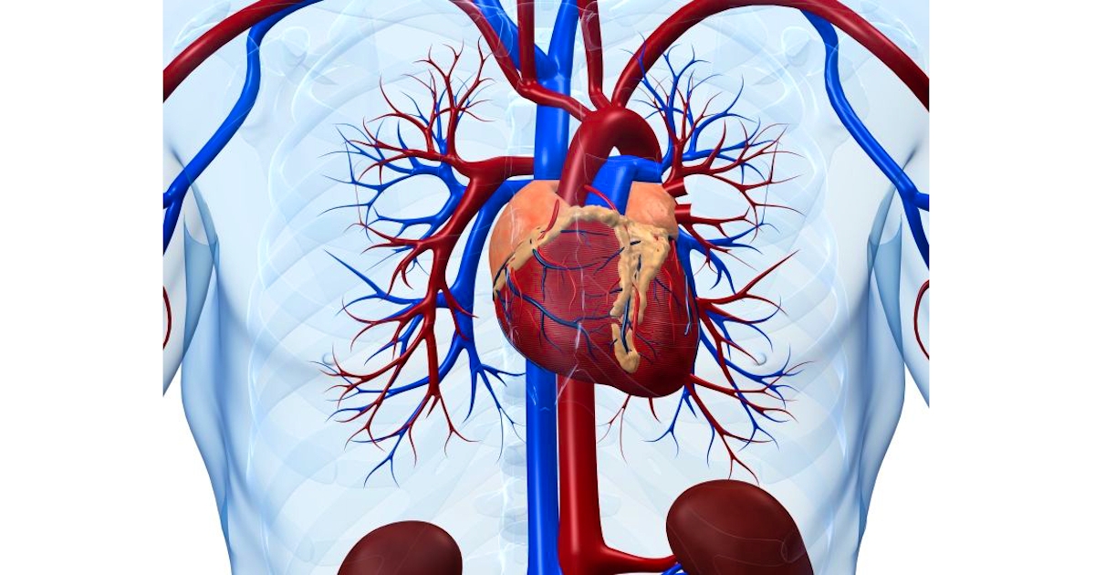 heart