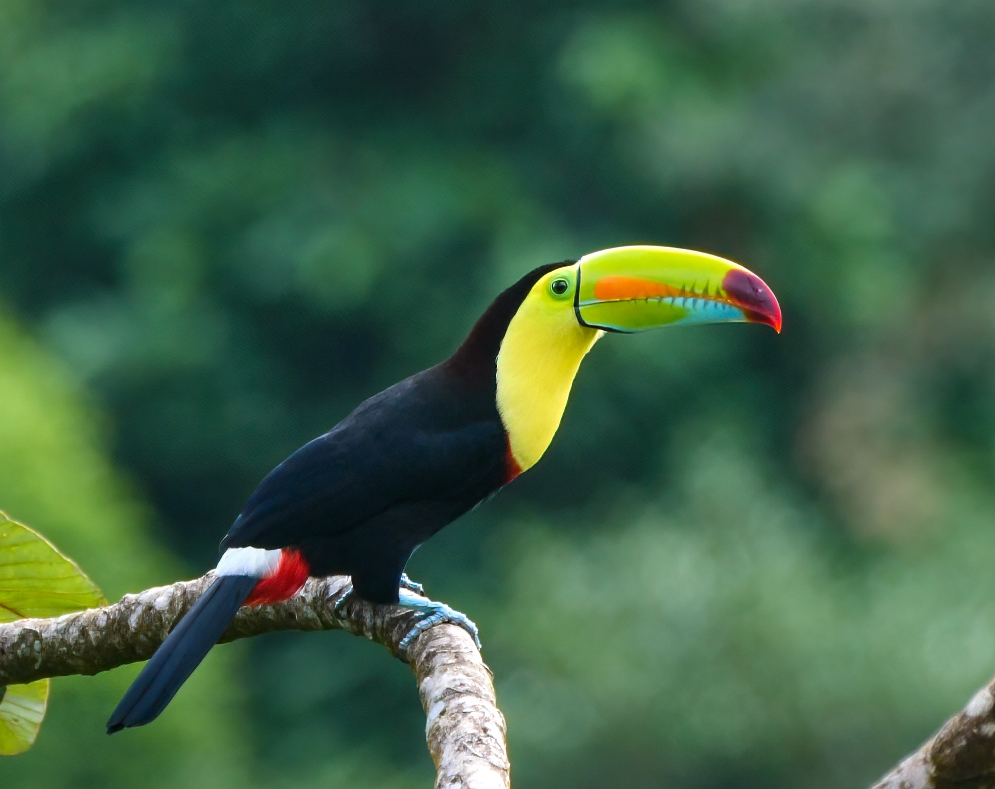 What is a Toucan Bird 