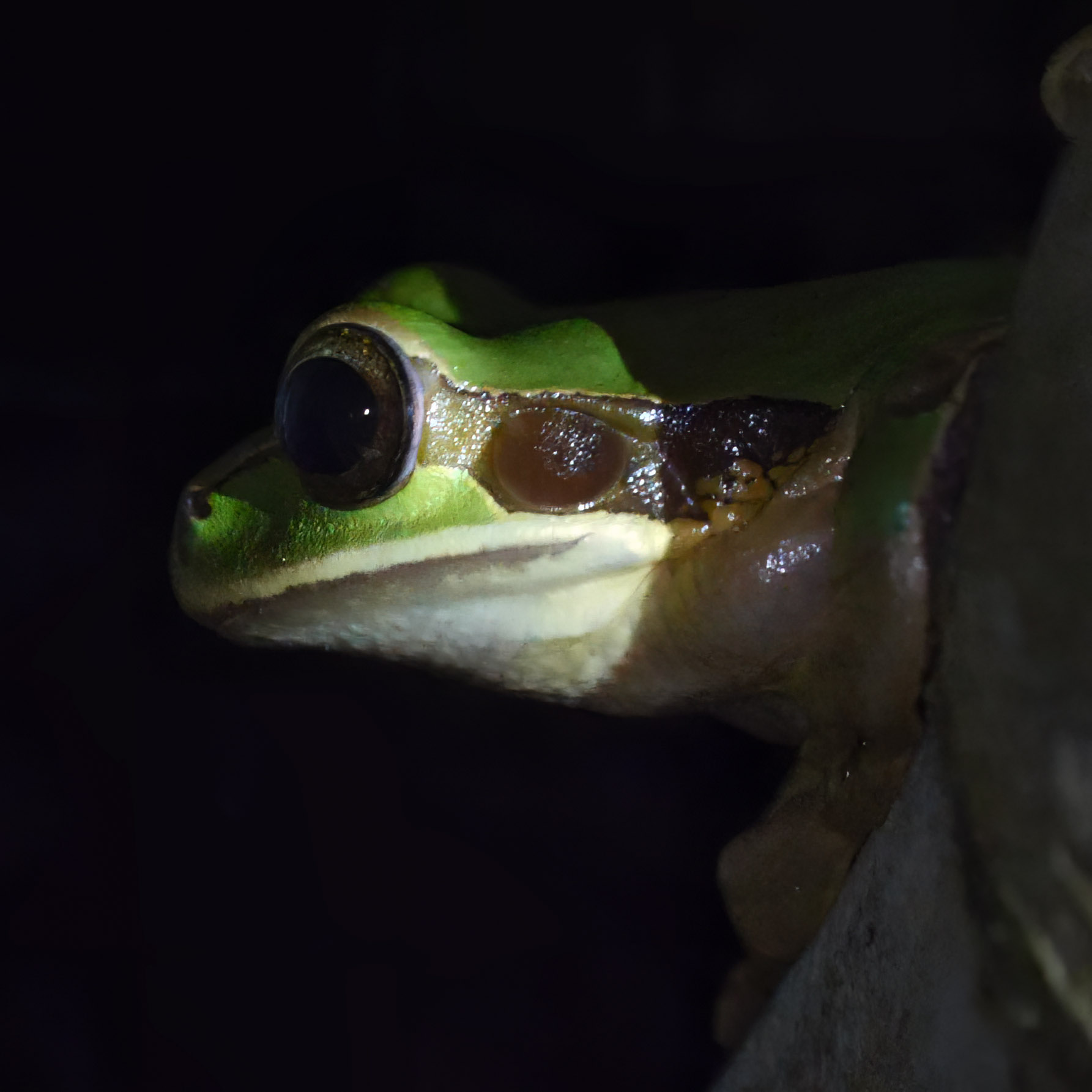 Frogs and Toads of Tapir Valley Bijagua de Upala, Costa Rica