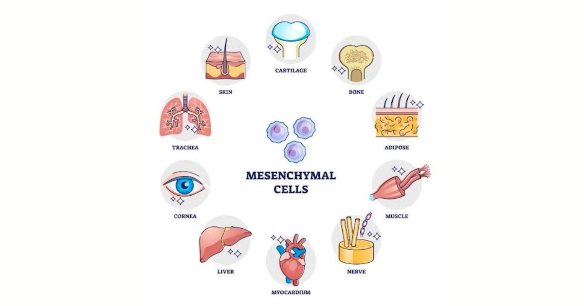 Illustration of Mesenchymal cells and where it is present in the human body