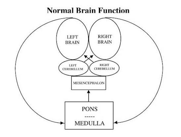 normal brain firing
