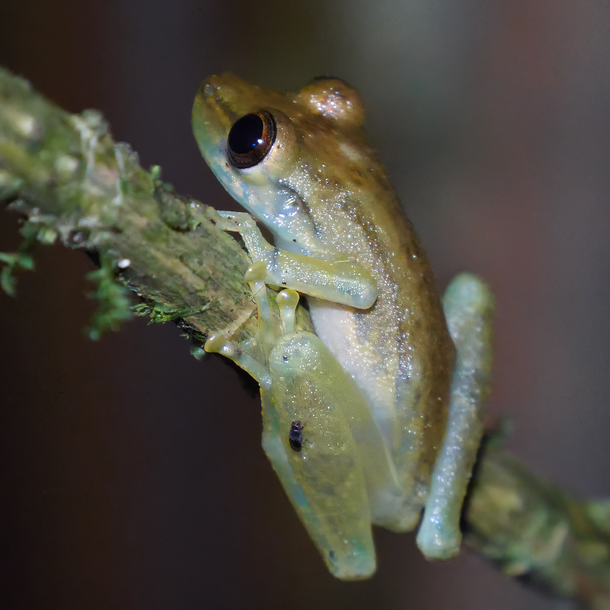 Frogs and Toads of Tapir Valley Bijagua de Upala, Costa Rica