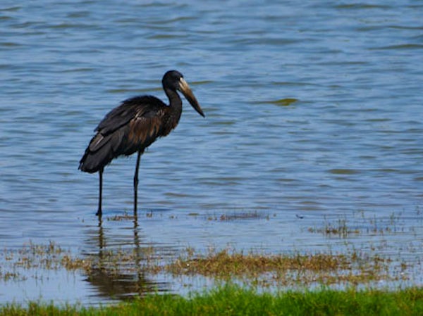 bird