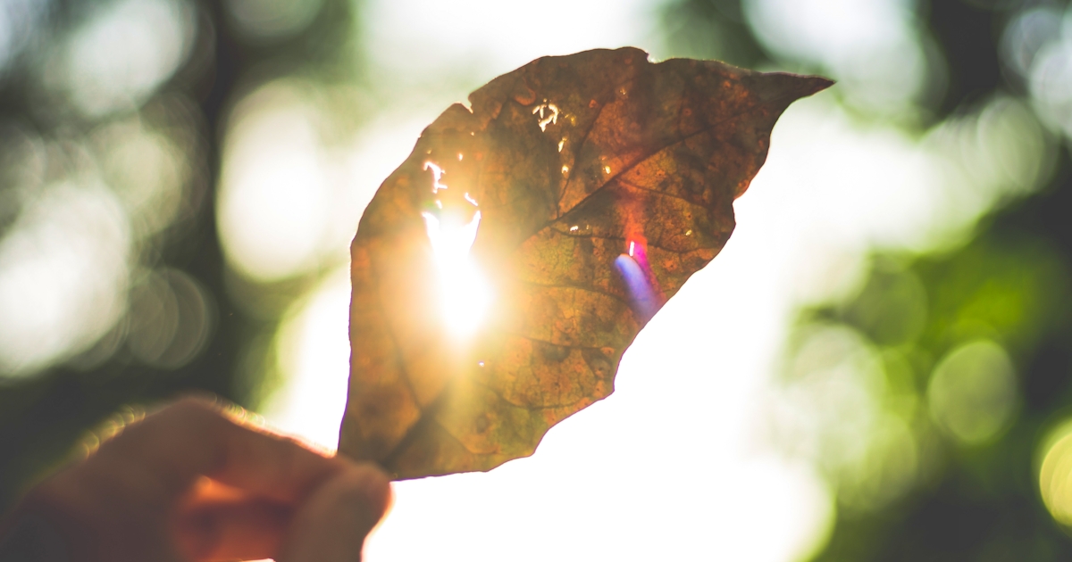 leaf up against sun in sky