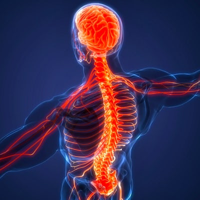 Illustration of human nervous system