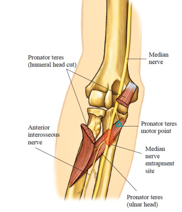 Median nerve through the forearm