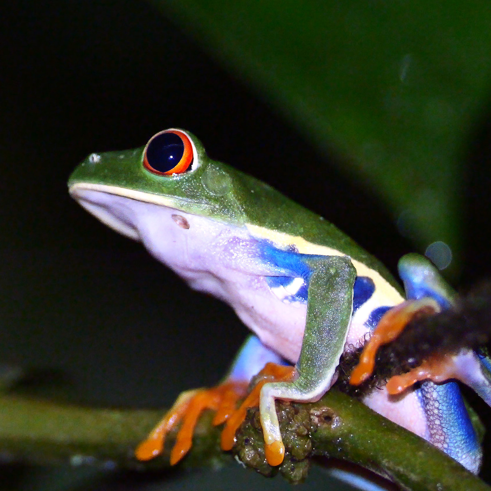 Frogs and Toads of Tapir Valley Bijagua de Upala, Costa Rica