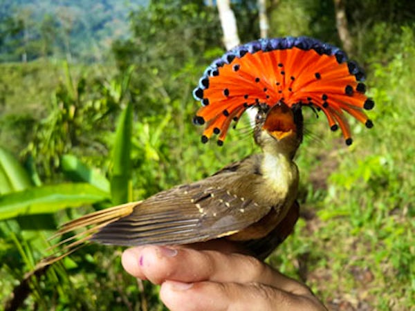 royal flycatcher
