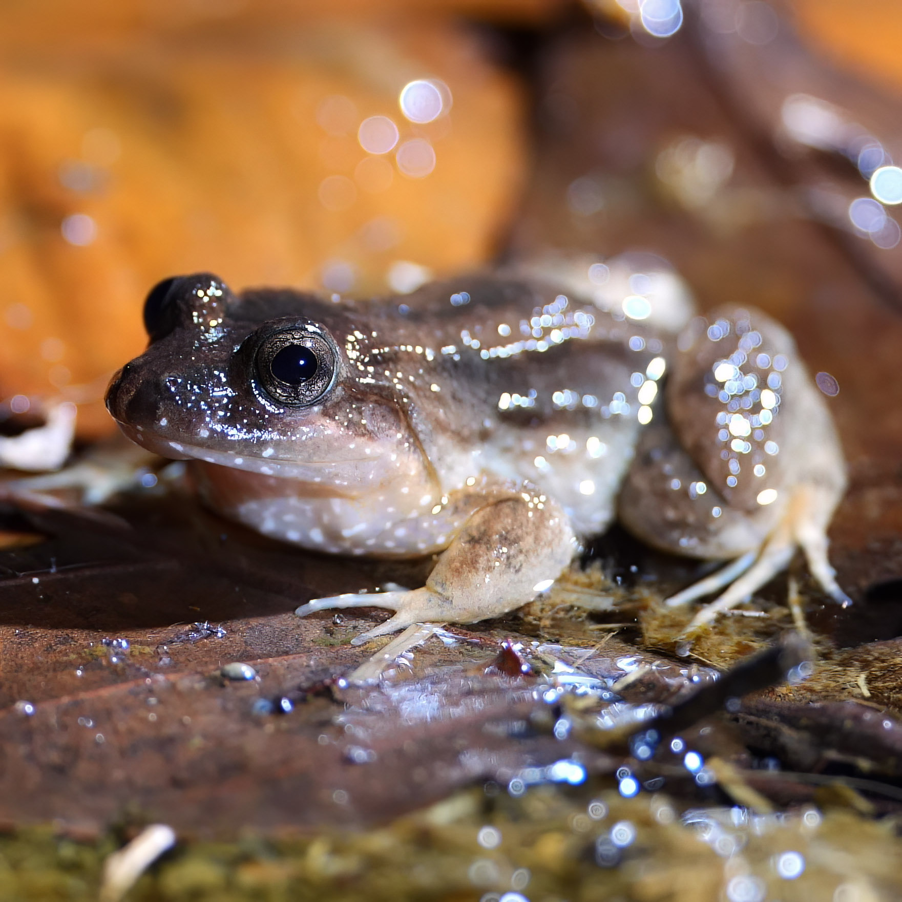 Frogs and Toads of Tapir Valley Bijagua de Upala, Costa Rica