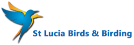 St Lucia Birding Tours Logo